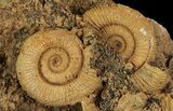 Dactylioceras Ammonite Cluster - Germany #64565-1
